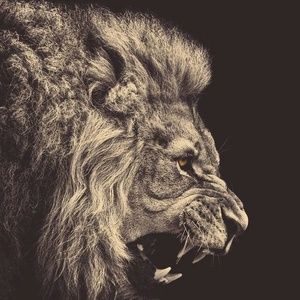 Meet your Posher, Audrey